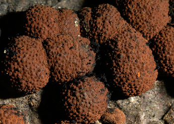 Rötliche Kohlenbeere  (Hypoxylon fragiforme) - © Heinz Prelicz